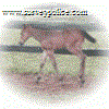 1957horses